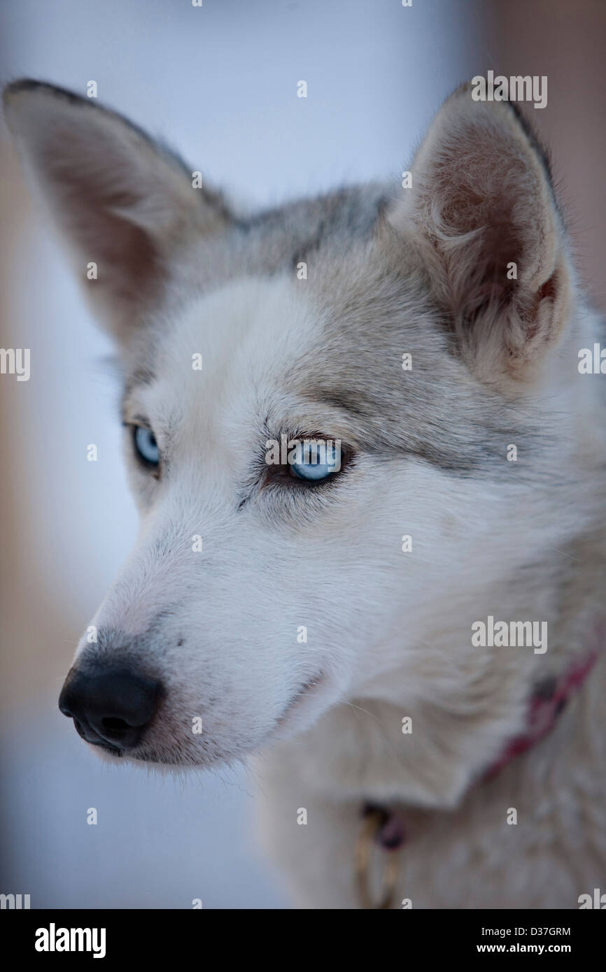 Portrait de Husky, Laponie Banque D'Images