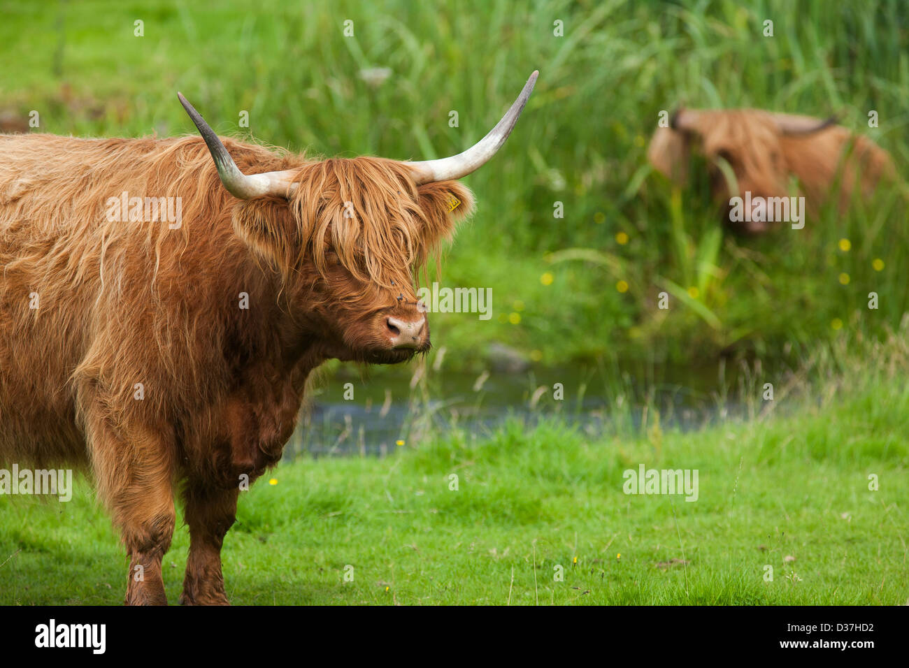 Un portrait d'un ou de vaches Highland cattle ou Kyloe debout dans une rivière sous un arbre dans les Highlands écossais Banque D'Images