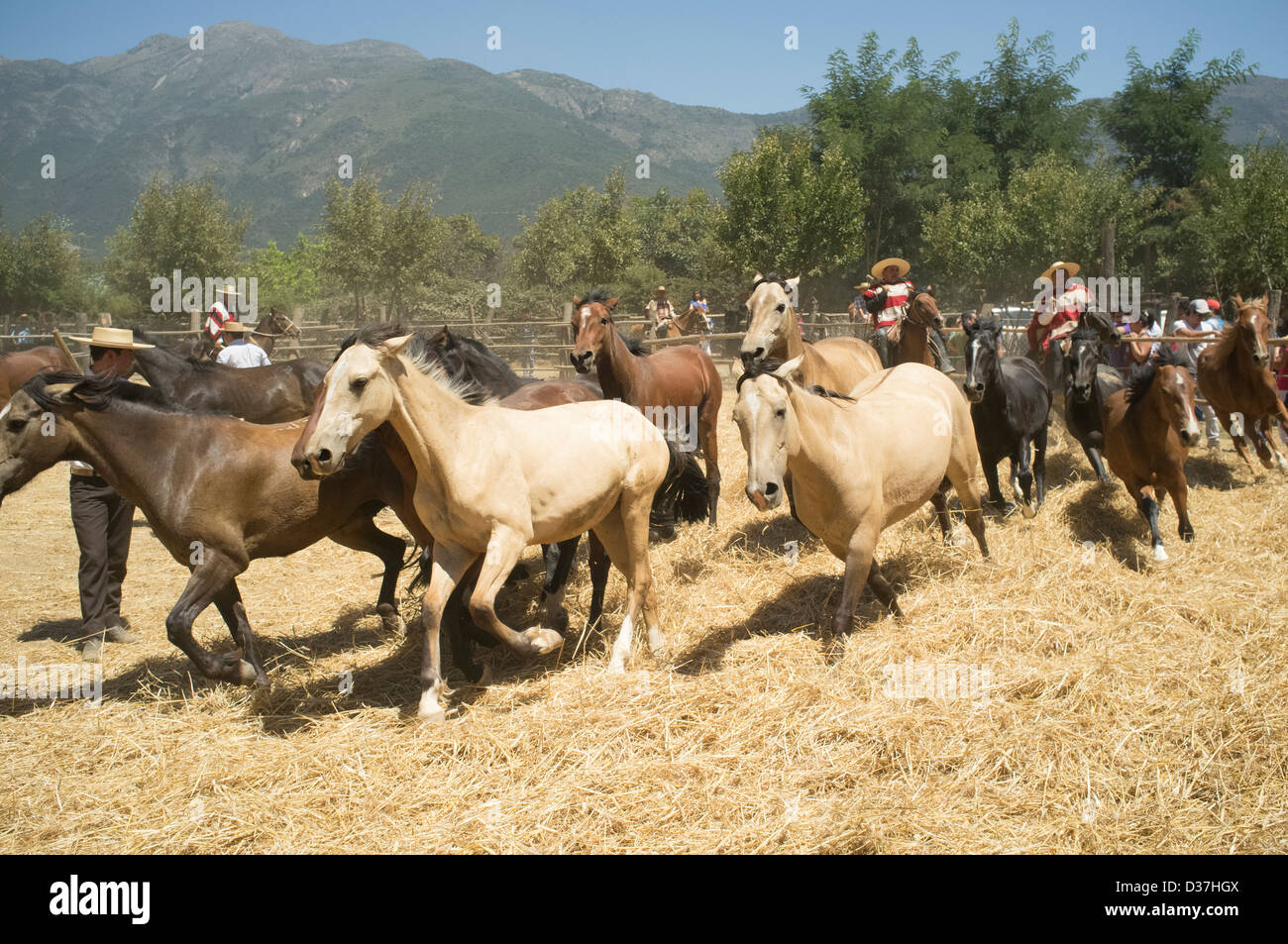 2 février 2013, Aguila Sur, le Chili. Partie battage du blé avec les chevaux. Banque D'Images