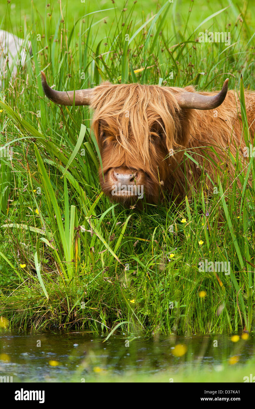 Le portrait d'une vache Highland cattle ou Kyloe ou dans un champ dans les Highlands écossais Banque D'Images