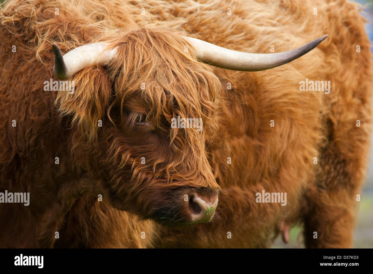 Une vache Highland cattle, ou Kyloe ou dans un champ dans les Highlands écossais Banque D'Images
