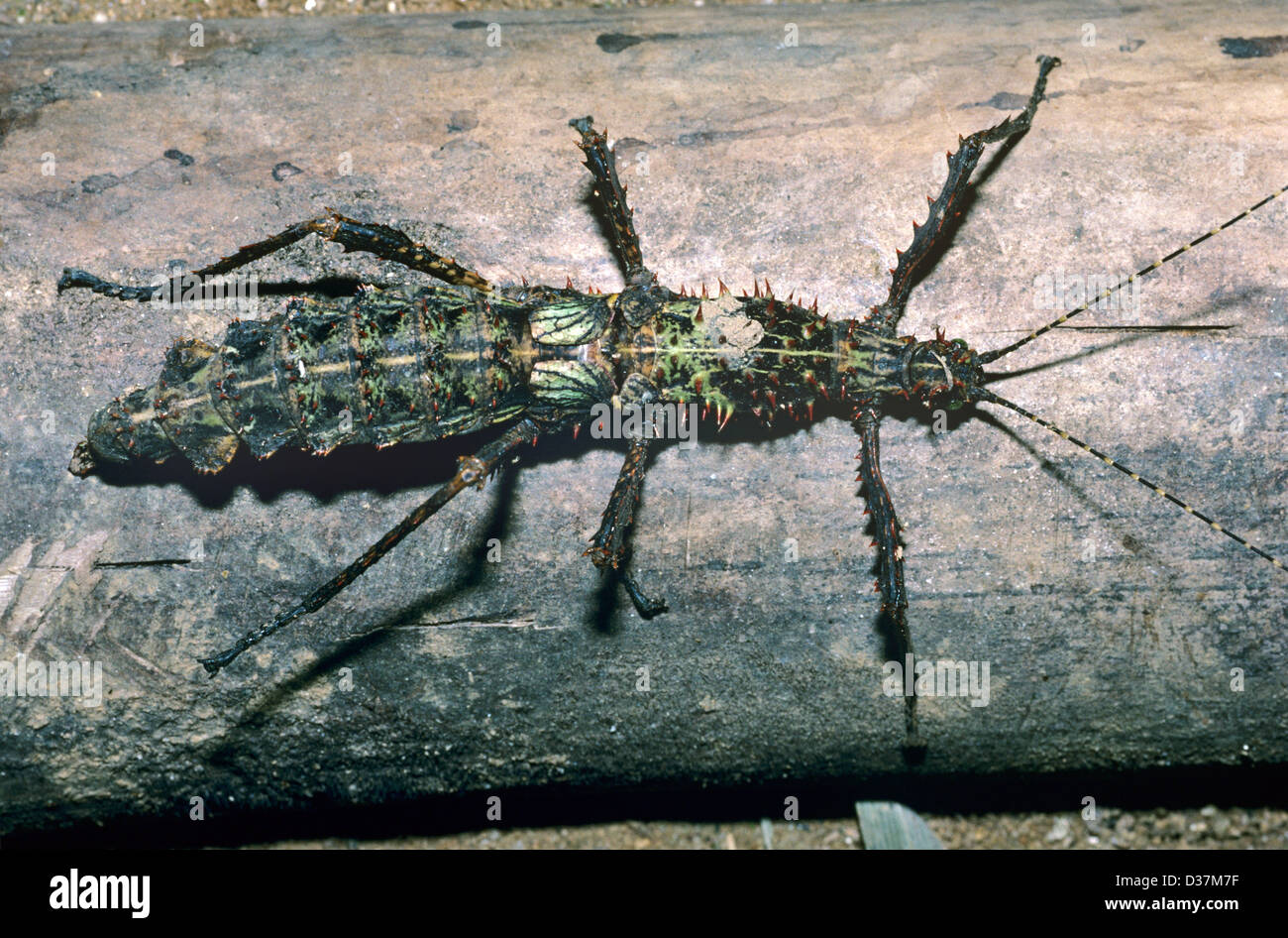 Madagascar stick insect achrioptera Banque de photographies et d’images ...