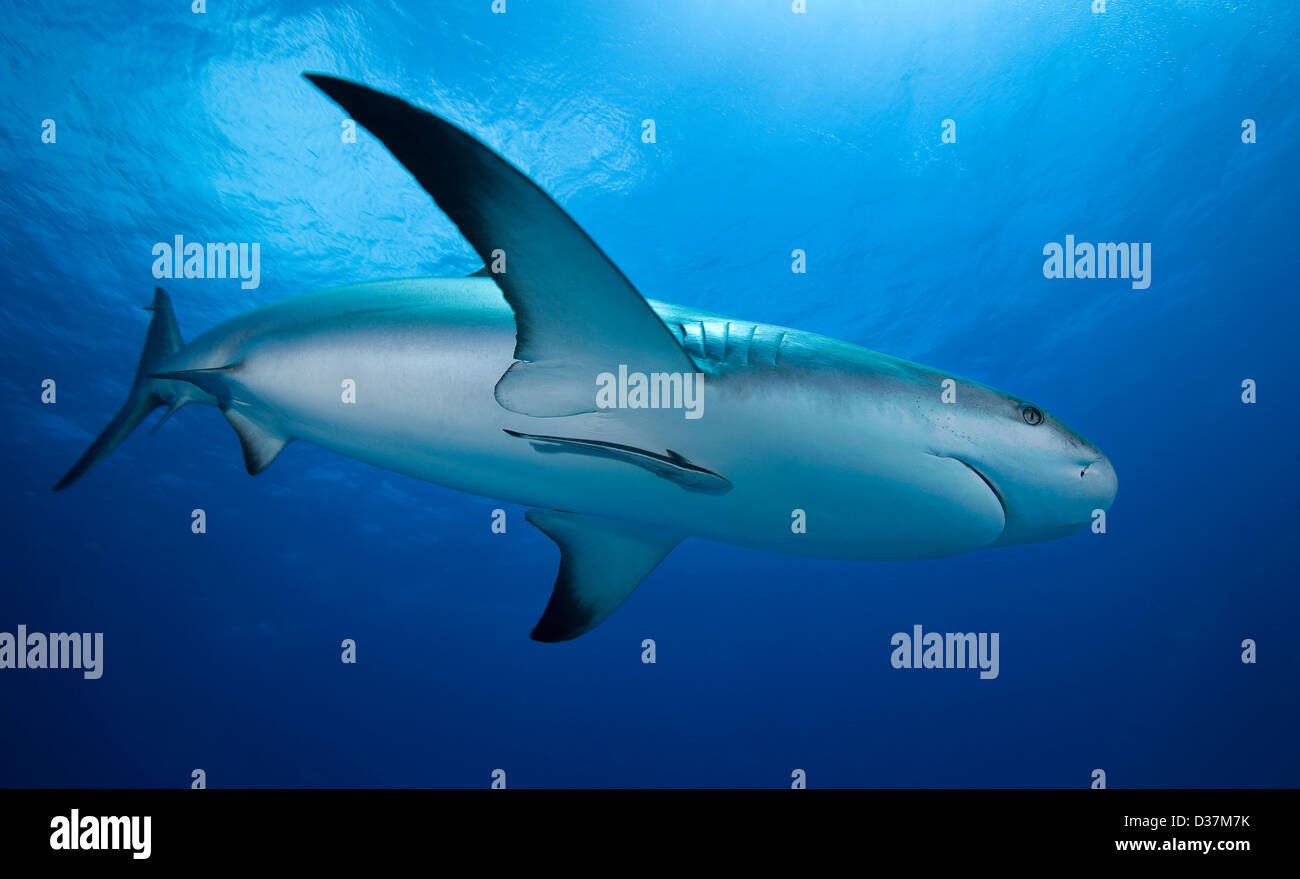 Reef shark swimming underwater Banque D'Images