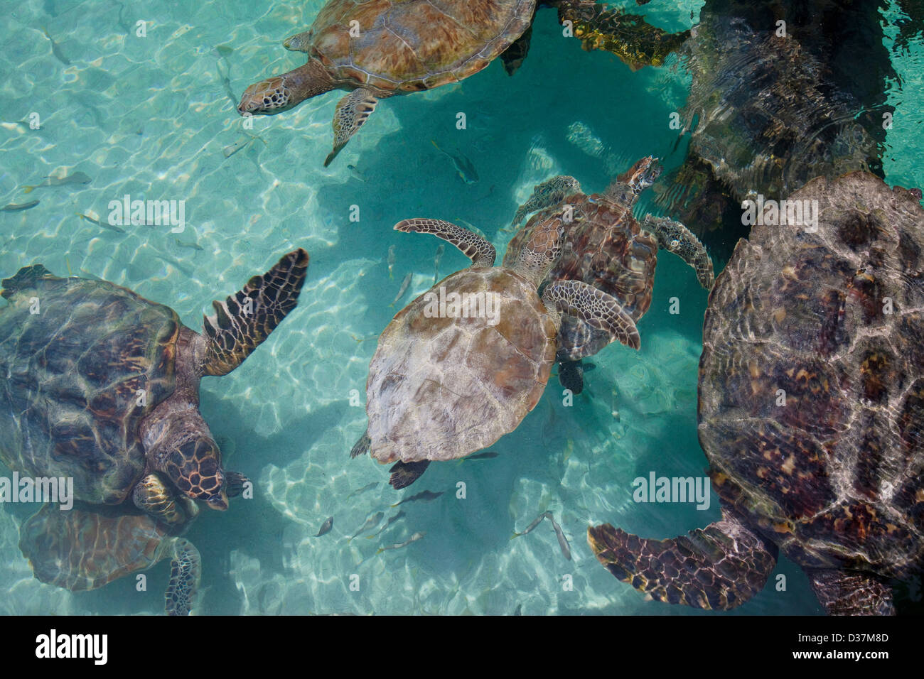 Les tortues marines nageant dans l'eau tropicale Banque D'Images