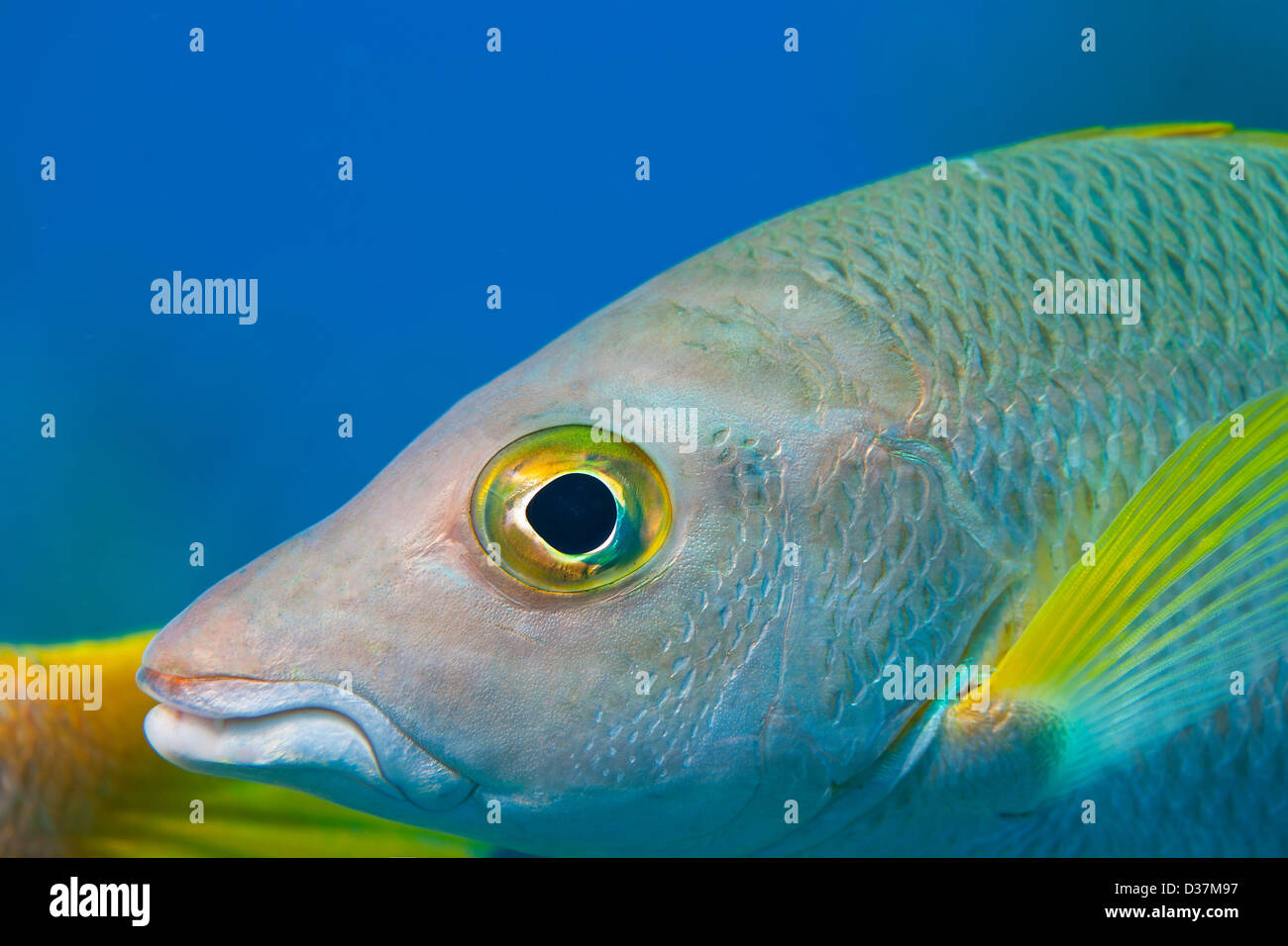 Close up de poissons nager sous l'eau Banque D'Images