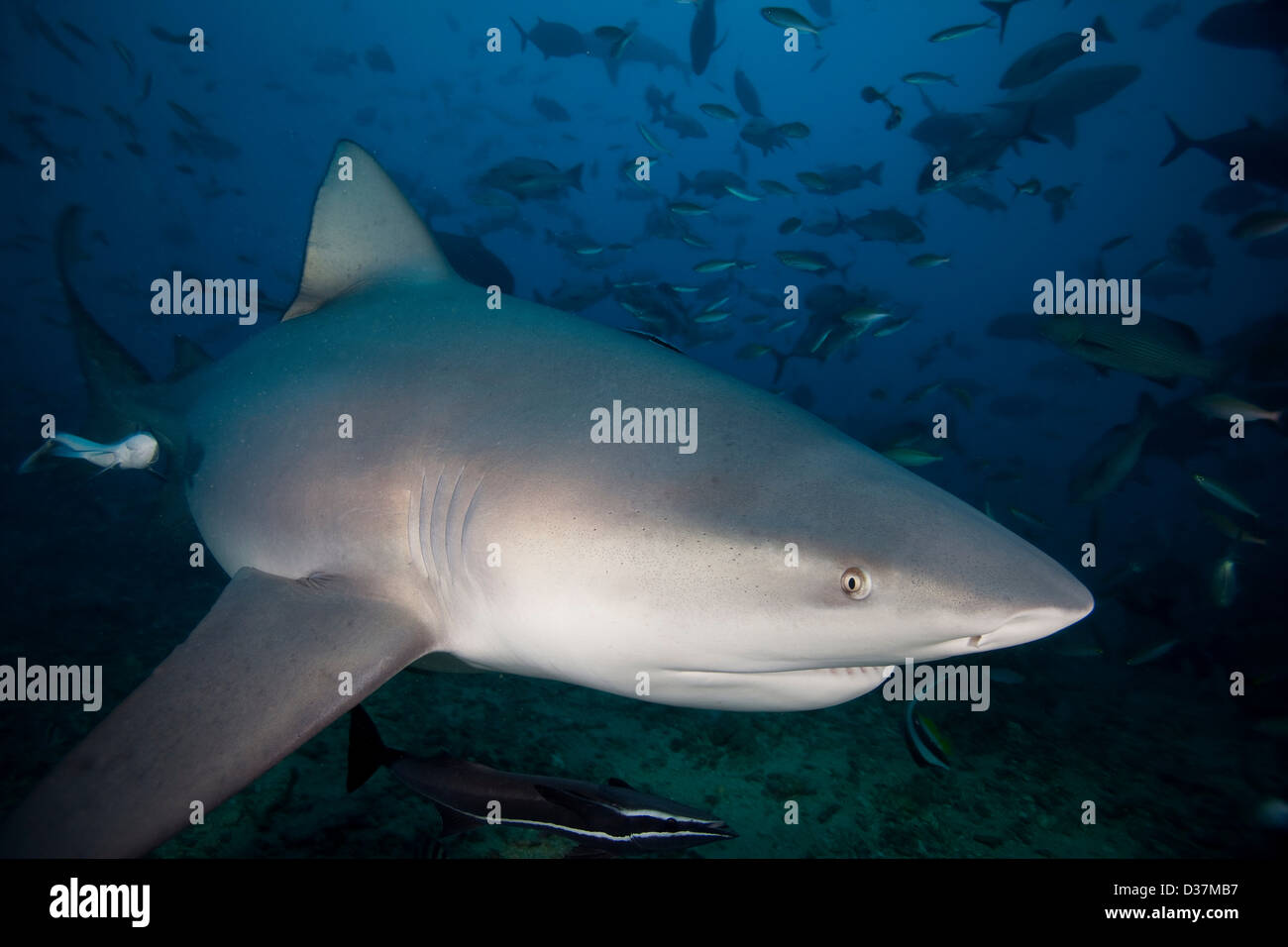 Shark swimming underwater Banque D'Images