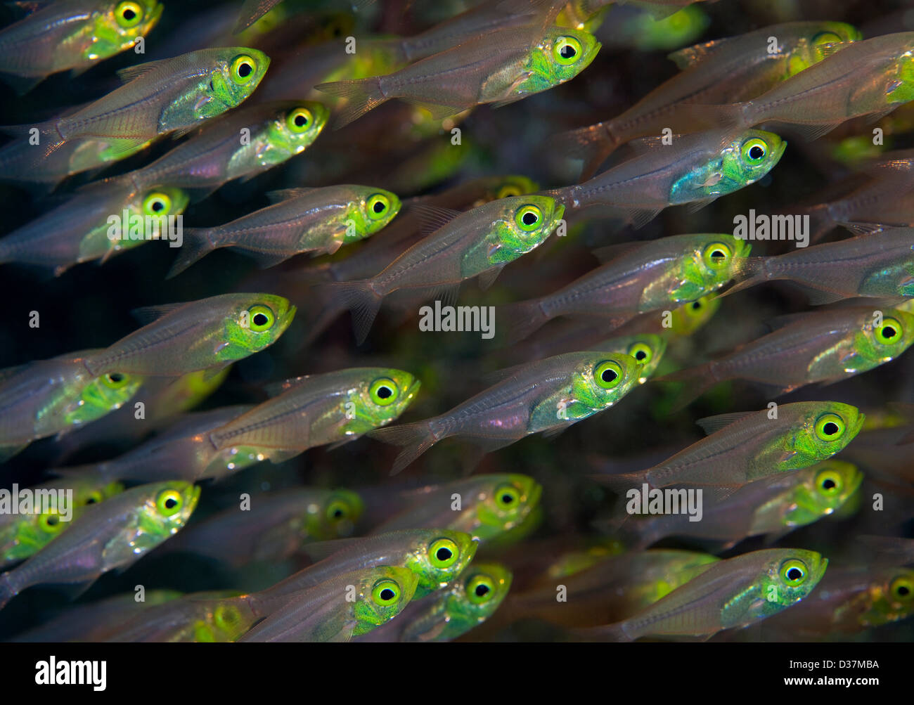 Close up de poissons colorés underwater Banque D'Images