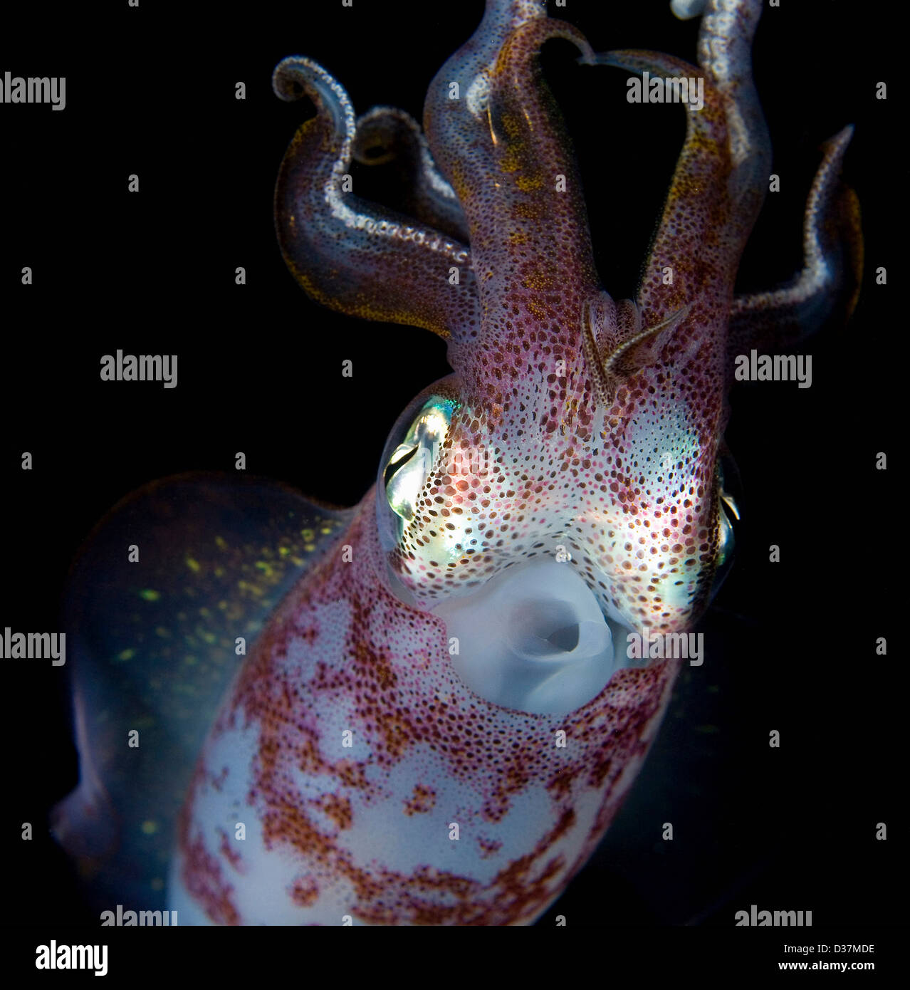 Close up of squid la nuit sous-marine Banque D'Images