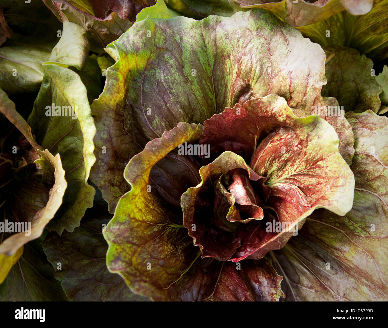 Close up of lettuce head in garden Banque D'Images