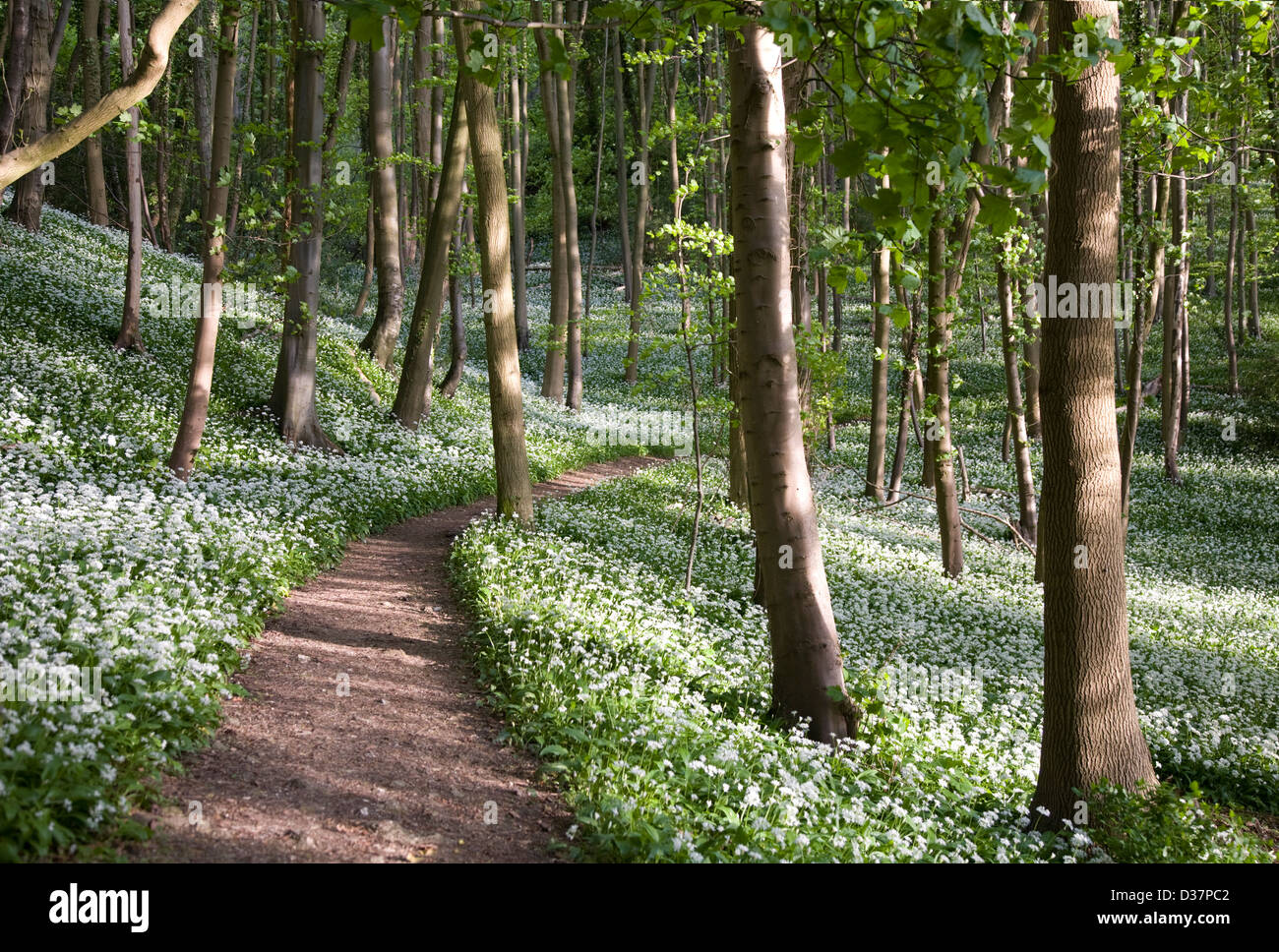 Un chemin forestiers Cotswold traverse dérive de l'ail des hêtraies dans près de Stroud Gloucestershire UK Banque D'Images