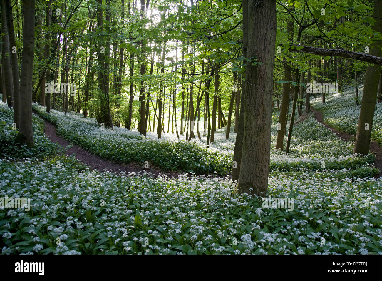 Un chemin forestiers Cotswold traverse dérive de l'ail des hêtraies dans près de Stroud Gloucestershire UK Banque D'Images