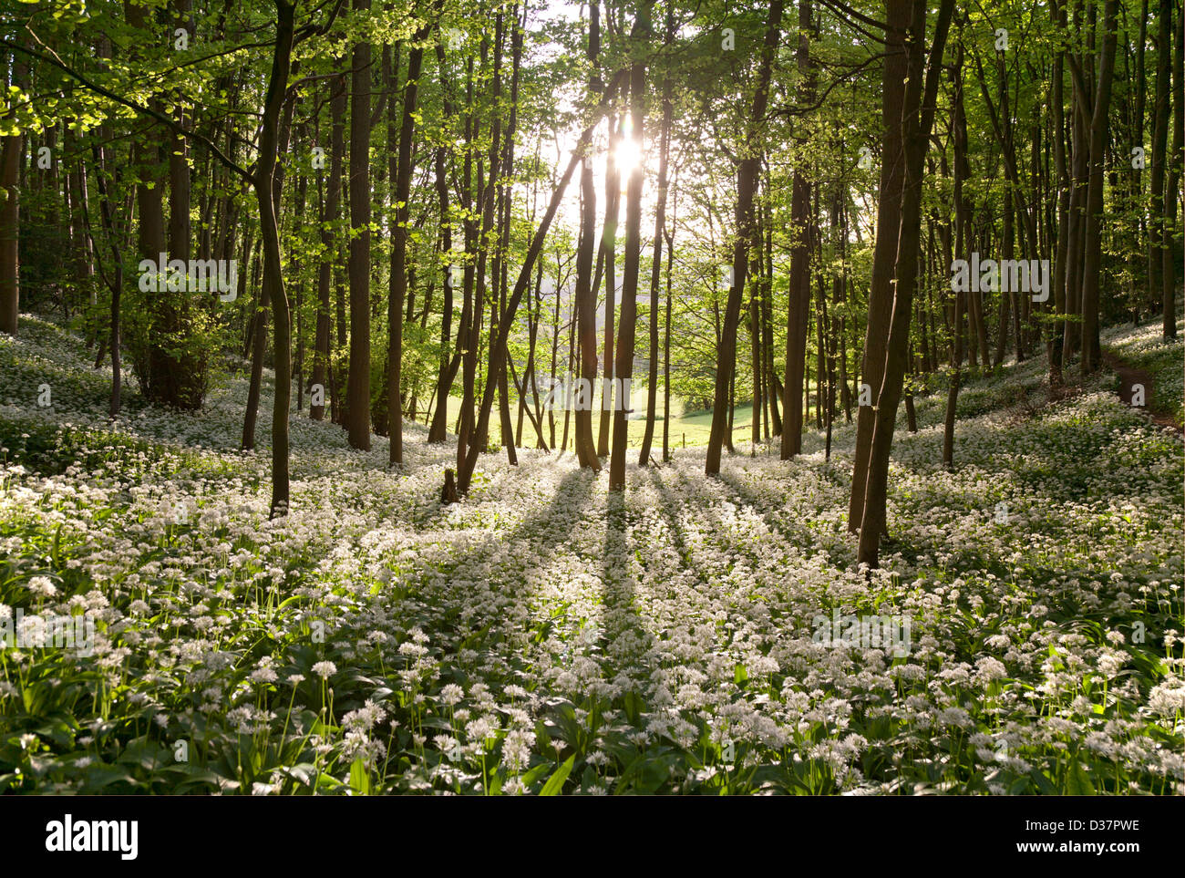 Un chemin forestiers Cotswold traverse dérive de l'ail sauvage dans les hêtraies rétroéclairé près de Stroud Gloucestershire UK Banque D'Images