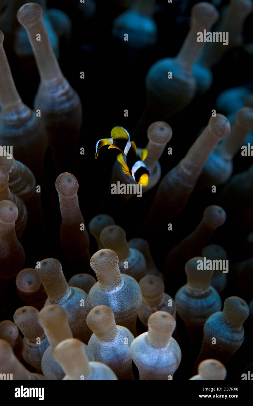Close up de poissons colorés dans les récifs coralliens Banque D'Images