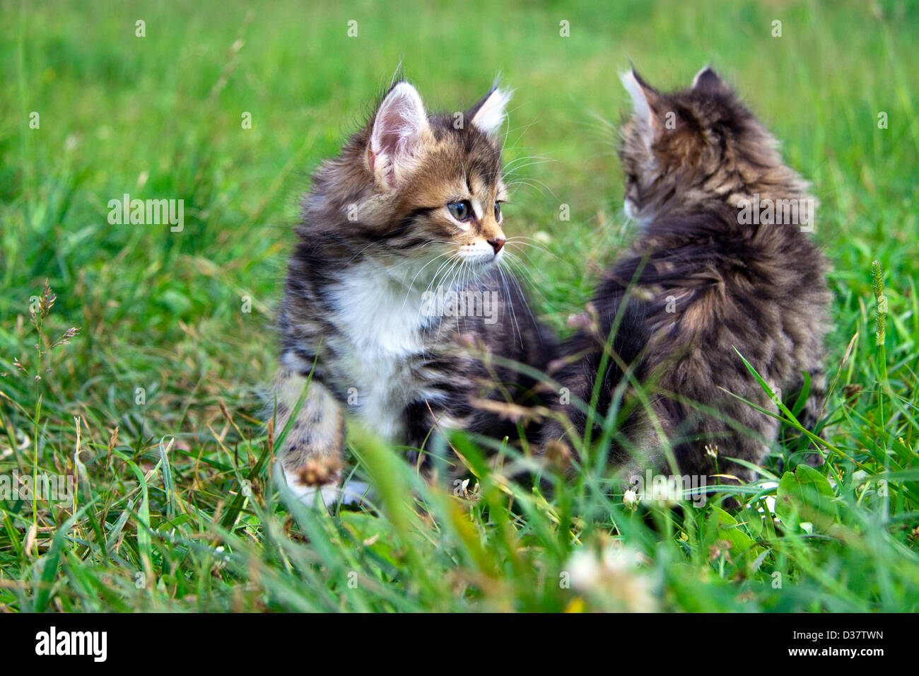 Chat Bebe Banque De Photographies Et D Images A Haute Resolution Alamy
