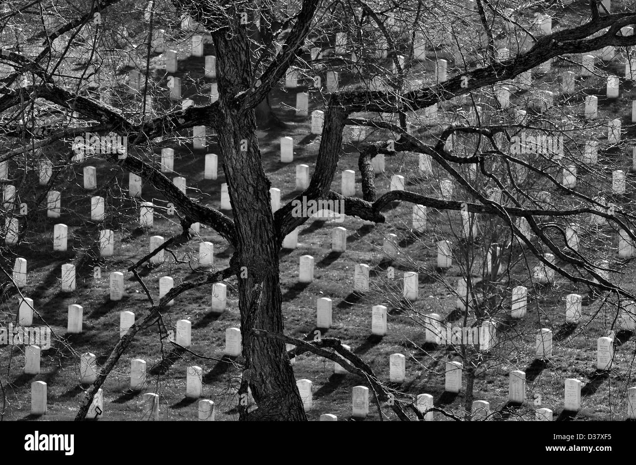 Le cimetière d'Arlington avec pierres tombales et arbre Banque D'Images