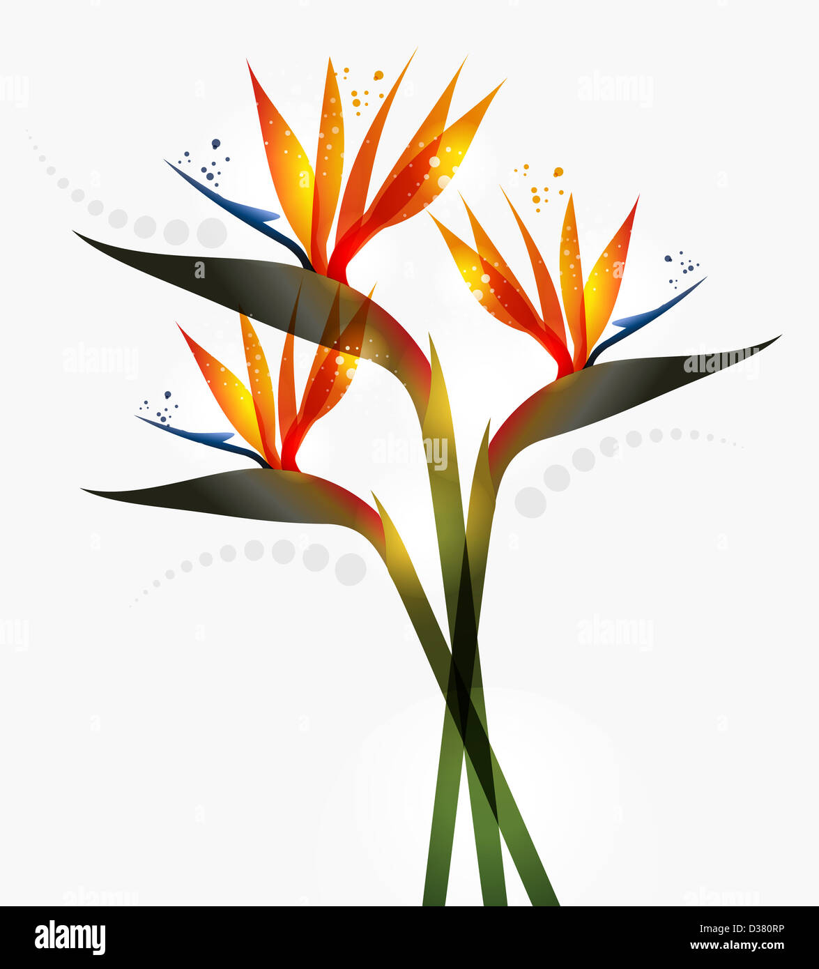 Bird of Paradise flower isolated over white background. La version de fichier EPS10. Cette illustration contient des transparents et est disposé en couches pour une manipulation facile et coloris Banque D'Images