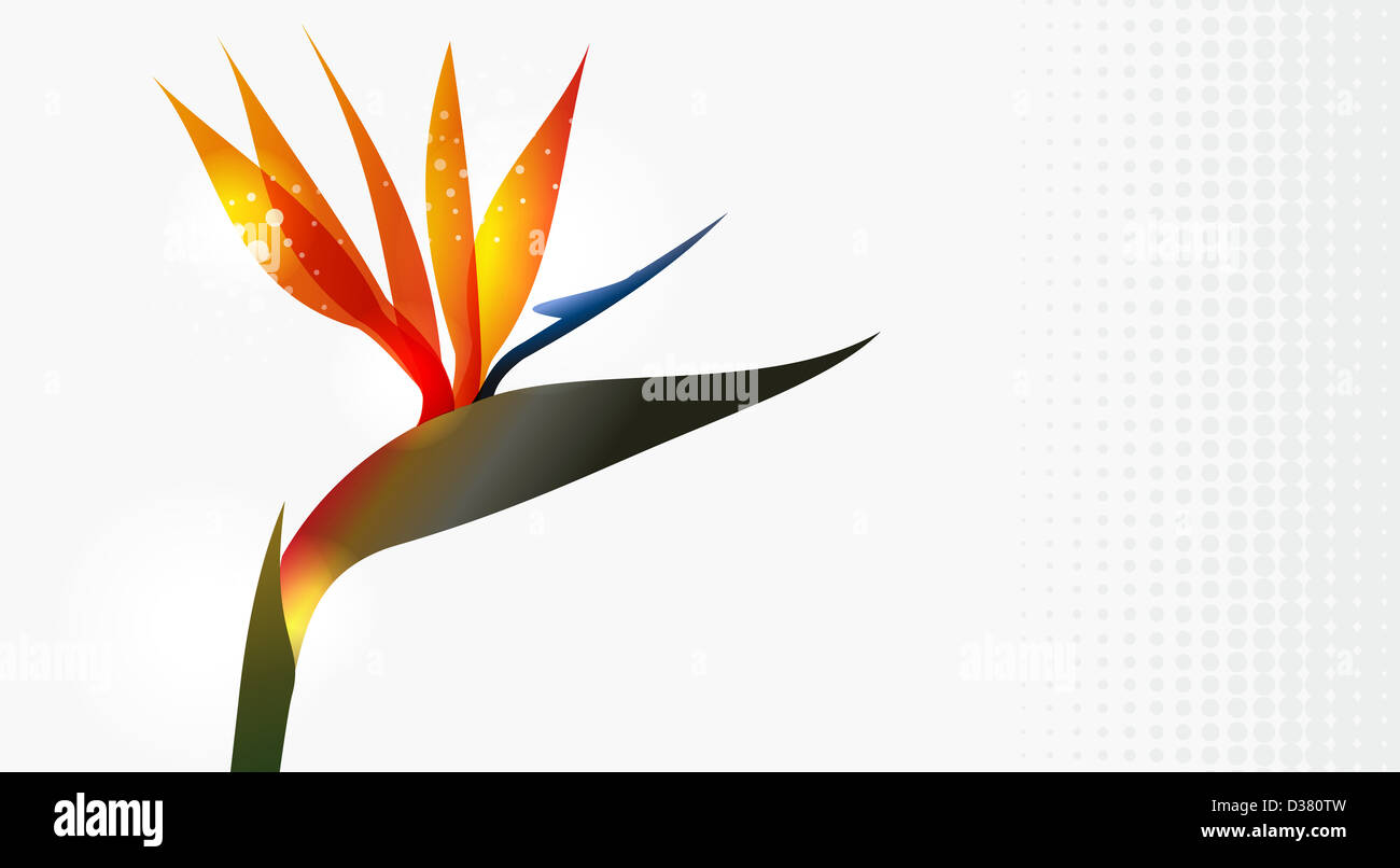 Bird of Paradise flower closeup isolé sur fond blanc. La version de fichier EPS10. Cette illustration contient des transparents et est disposé en couches pour une manipulation facile et coloris Banque D'Images