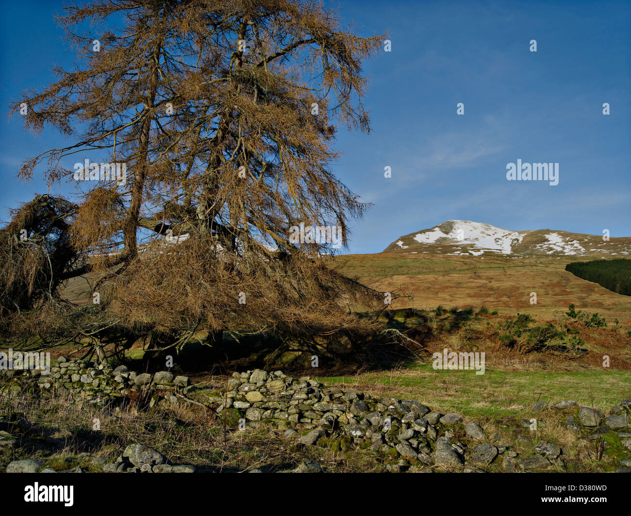 Un peuplement de mélèzes sous la neige-couvertes collines de la gamme Ben Lawers, Killin, Perthshire, Écosse Banque D'Images