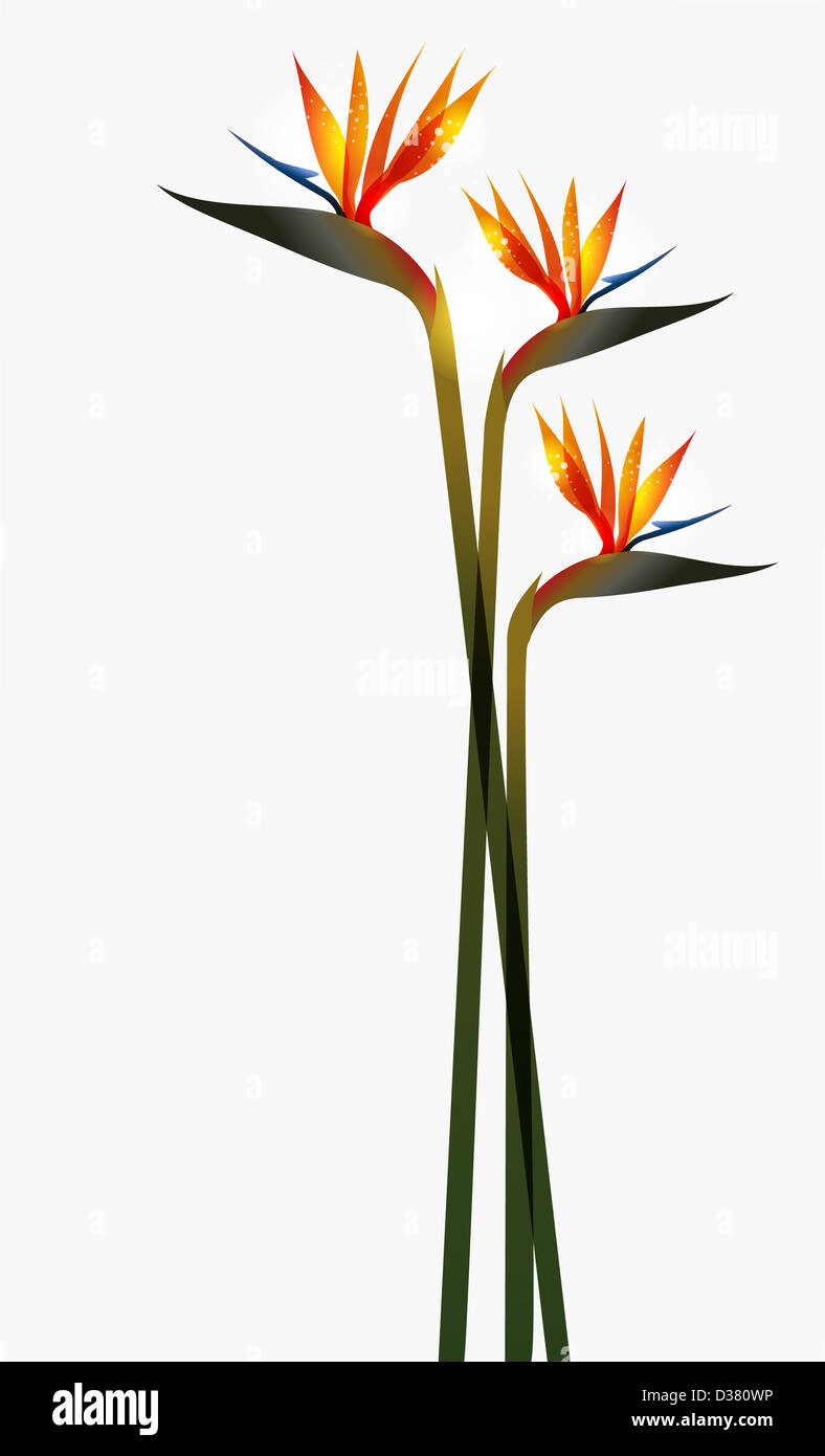 Bird of Paradise flower isolated transparent sur fond blanc. La version de fichier EPS10. Cette illustration contient des transparents et est disposé en couches pour une manipulation facile et coloris Banque D'Images