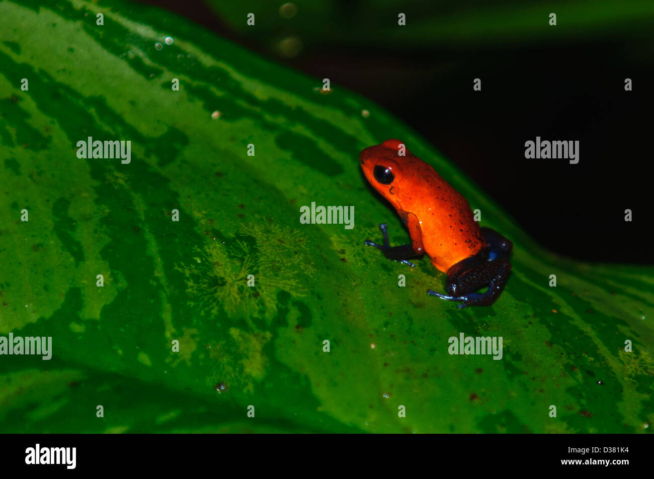 Strawberry poison frog ou aux fraises-poison dart frog (Oophaga pumilio ou dendrobates pumilio) . Costa Rica. Banque D'Images
