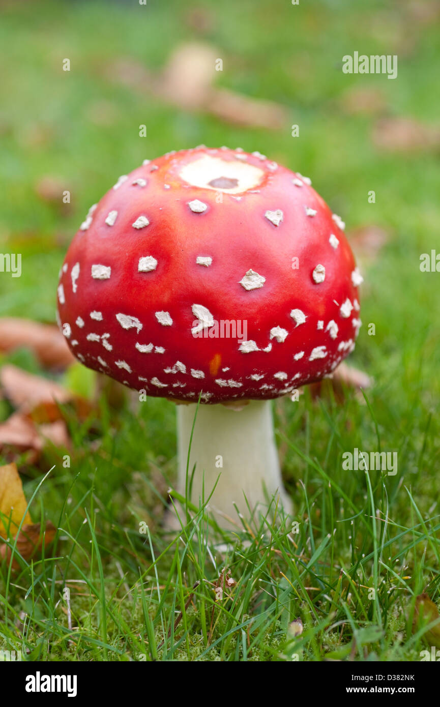 Repéré en rouge et blanc de champignons vénéneux Banque D'Images