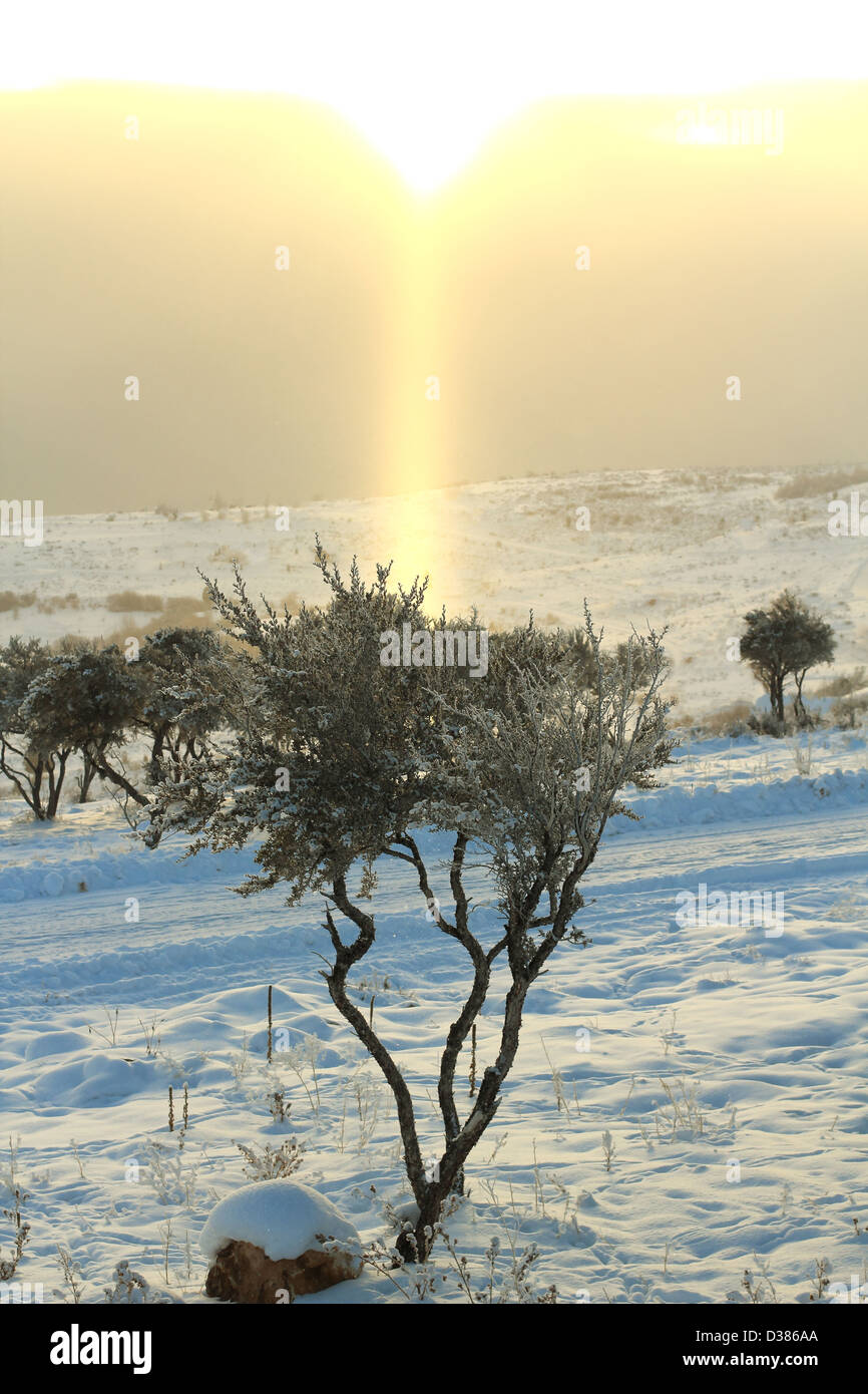 Un rayon de soleil qui brille sur un arbre. Banque D'Images