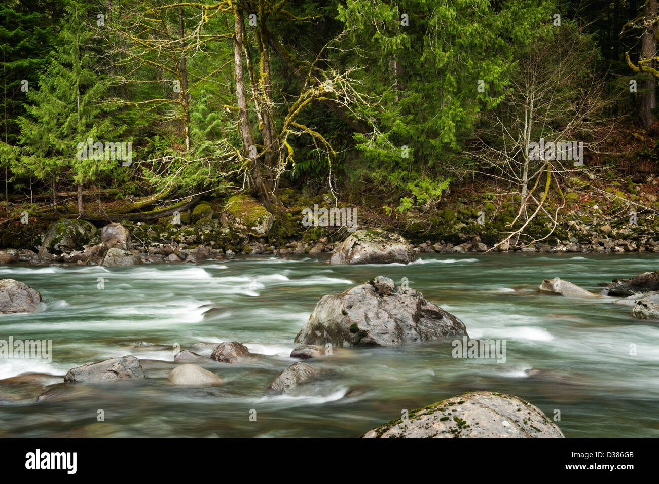 Le milieu de la fourche de la rivière Snoqualmie dans l'ouest de l'État de Washington est une belle rivière qui coule dans un environnement de forêt tropicale. Banque D'Images