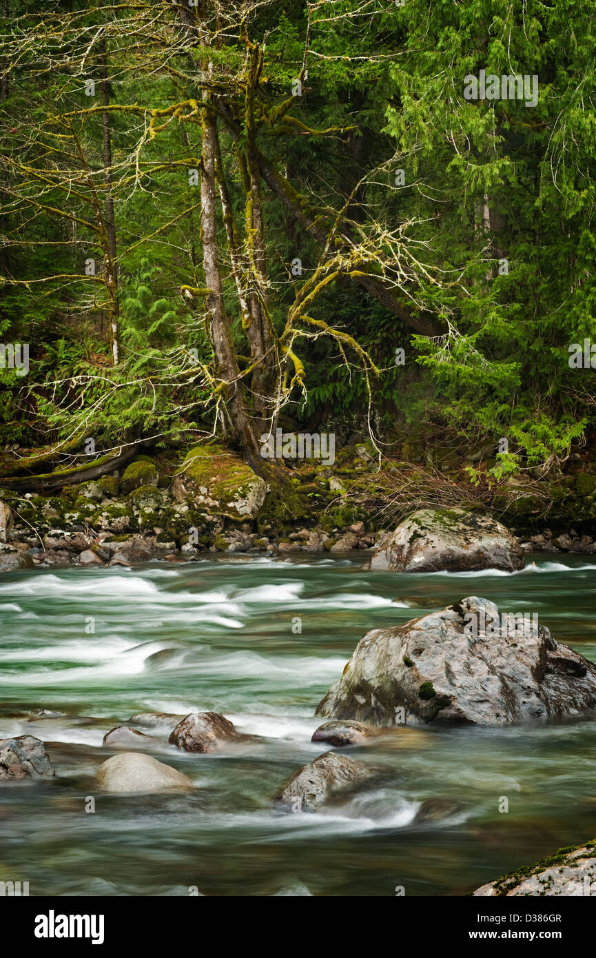 Le milieu de la fourche de la rivière Snoqualmie dans l'ouest de l'État de Washington est une belle rivière qui coule dans un environnement de forêt tropicale. Banque D'Images