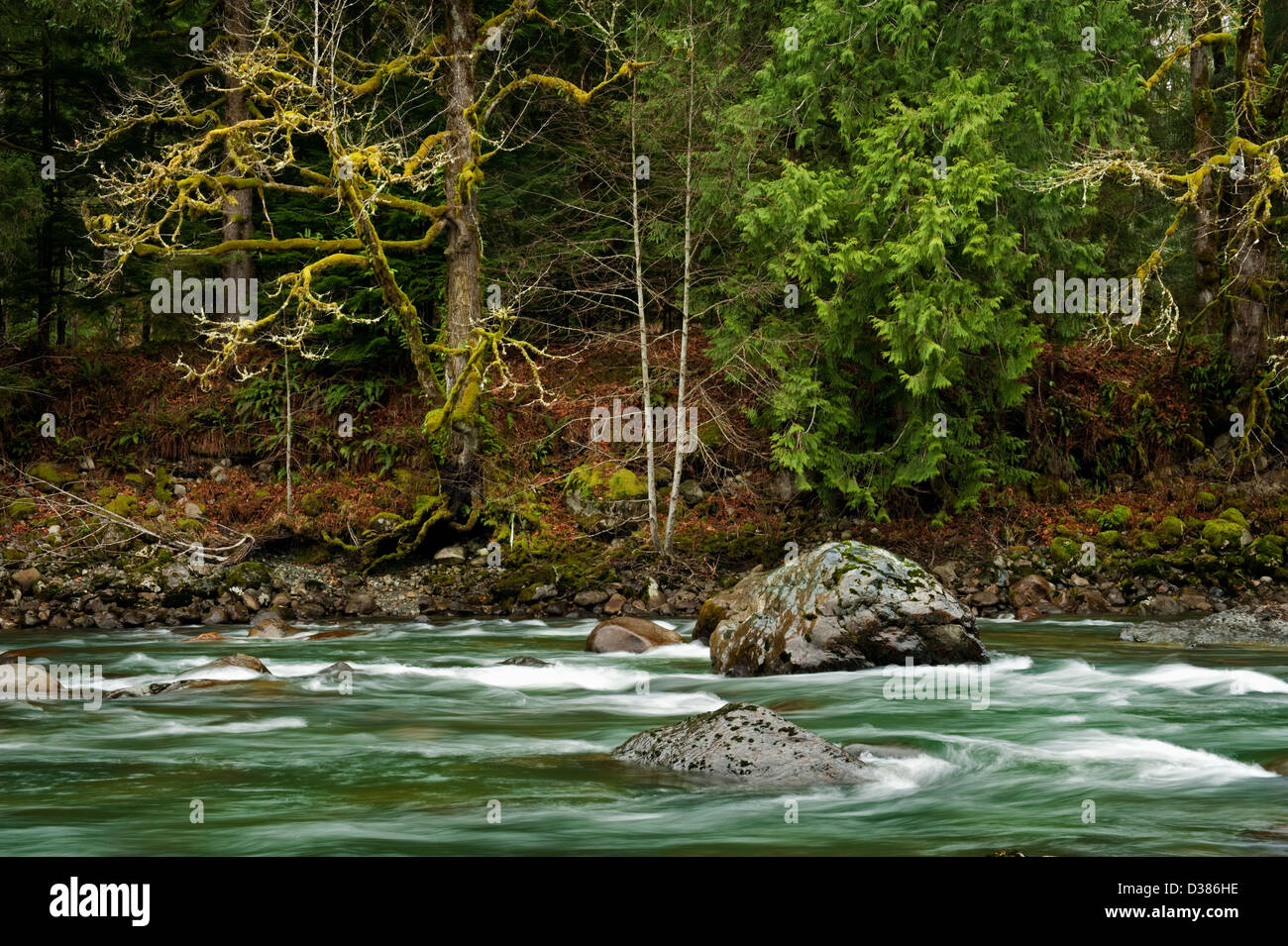 Le milieu de la fourche de la rivière Snoqualmie dans l'ouest de l'État de Washington est une belle rivière qui coule dans un environnement de forêt tropicale. Banque D'Images