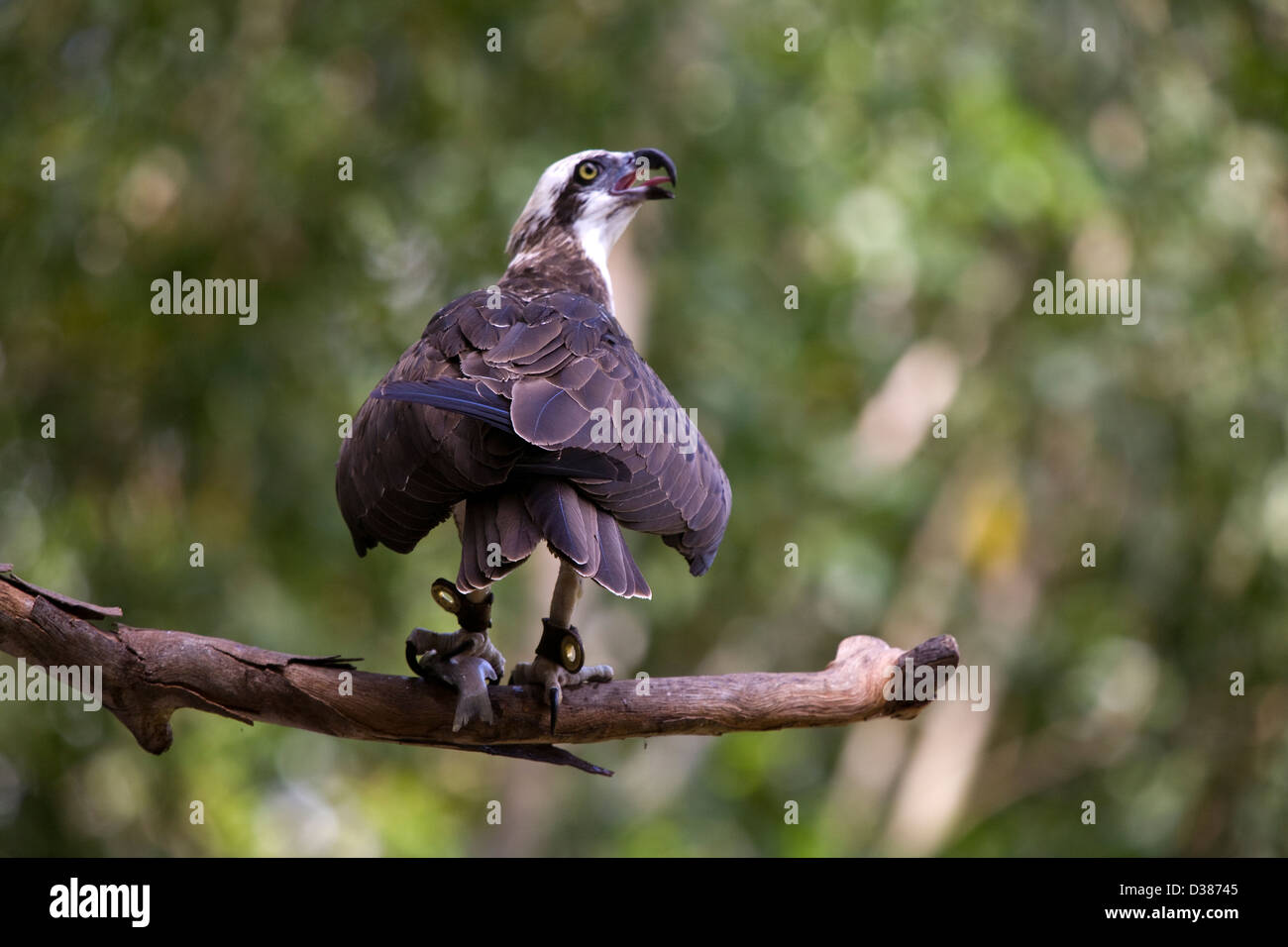 Osprey, spectacle d'oiseaux de proie à l'Envol, Territoire Wildlife Park, Berry Springs, NT, Australie Banque D'Images