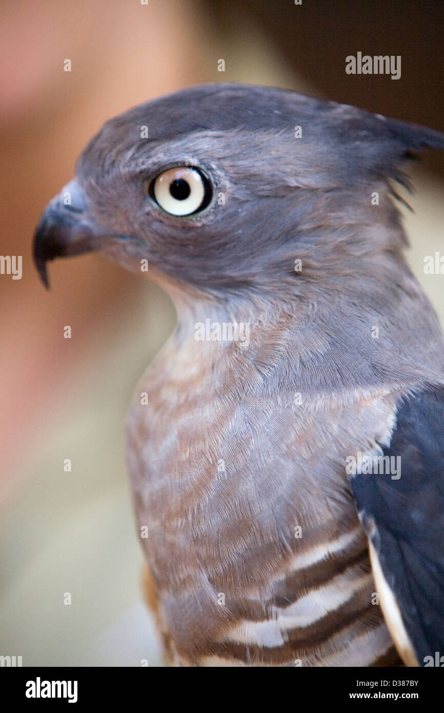 Baza pacifique ou crested hawk, Territoire Wildlife Park près de Darwin, Territoire du Nord, Australie Banque D'Images