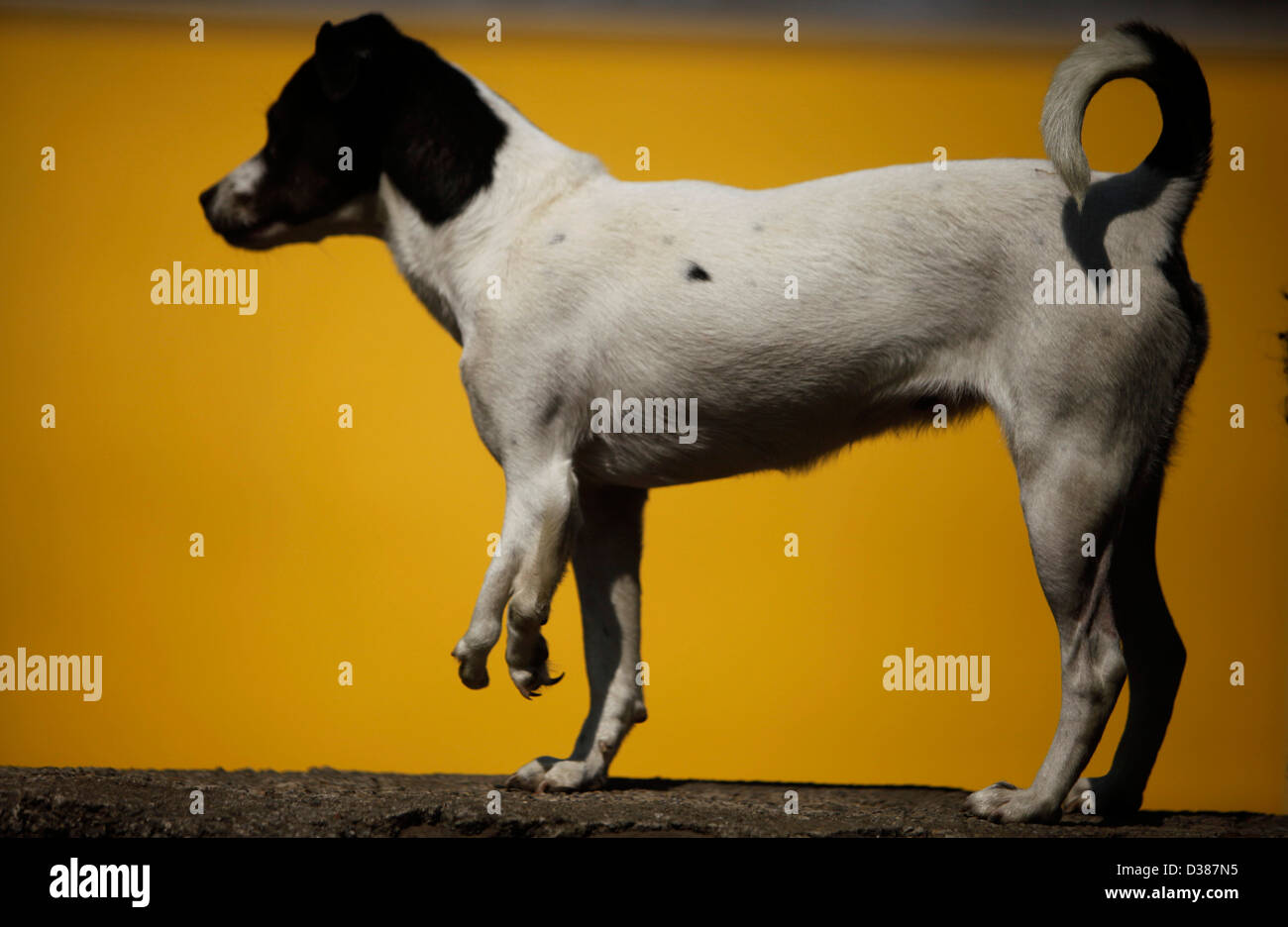 Un chien avec une jambe déformée joue au "ilagros Caninos, ou des miracles de dressage de chien sanctuaire dans Xochimilco, Mexico City Banque D'Images