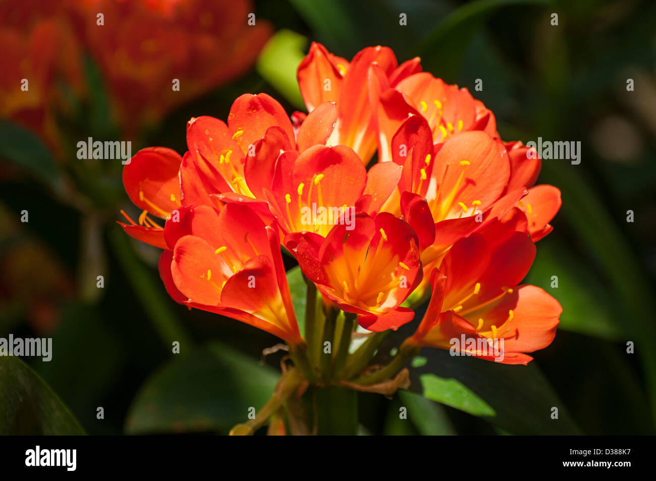 La belle et colorée, Clivia miniata Kaffir Lily. Banque D'Images