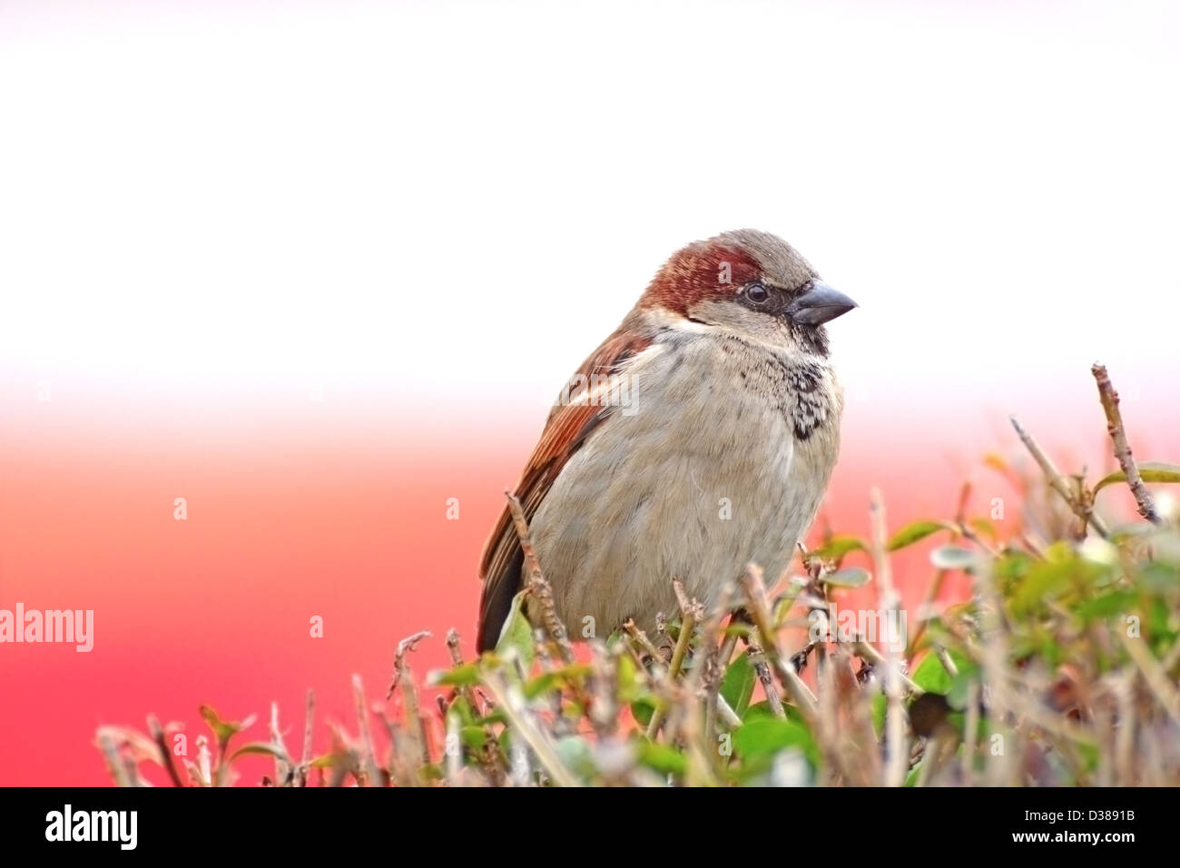 Sparrow pour mineurs ( Passer domesticus ) debout sur un arbuste ligustrum Banque D'Images