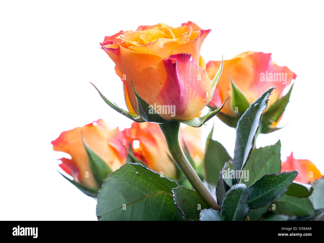 Rouge et jaune humide rose flowers isolated on white Banque D'Images