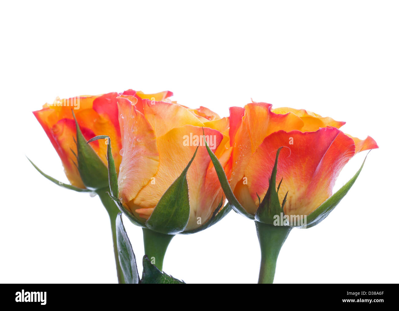 Trois rouge humide et jaune rose flowers isolated on white Banque D'Images