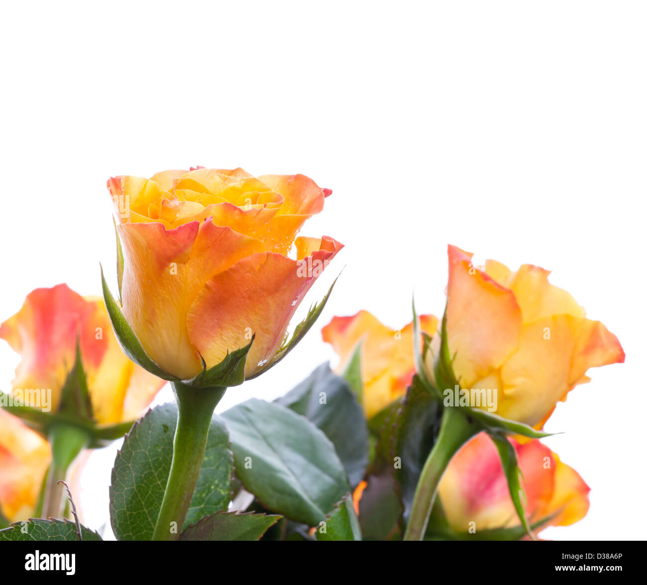 Fleurs roses rouges et jaunes isolated on white Banque D'Images