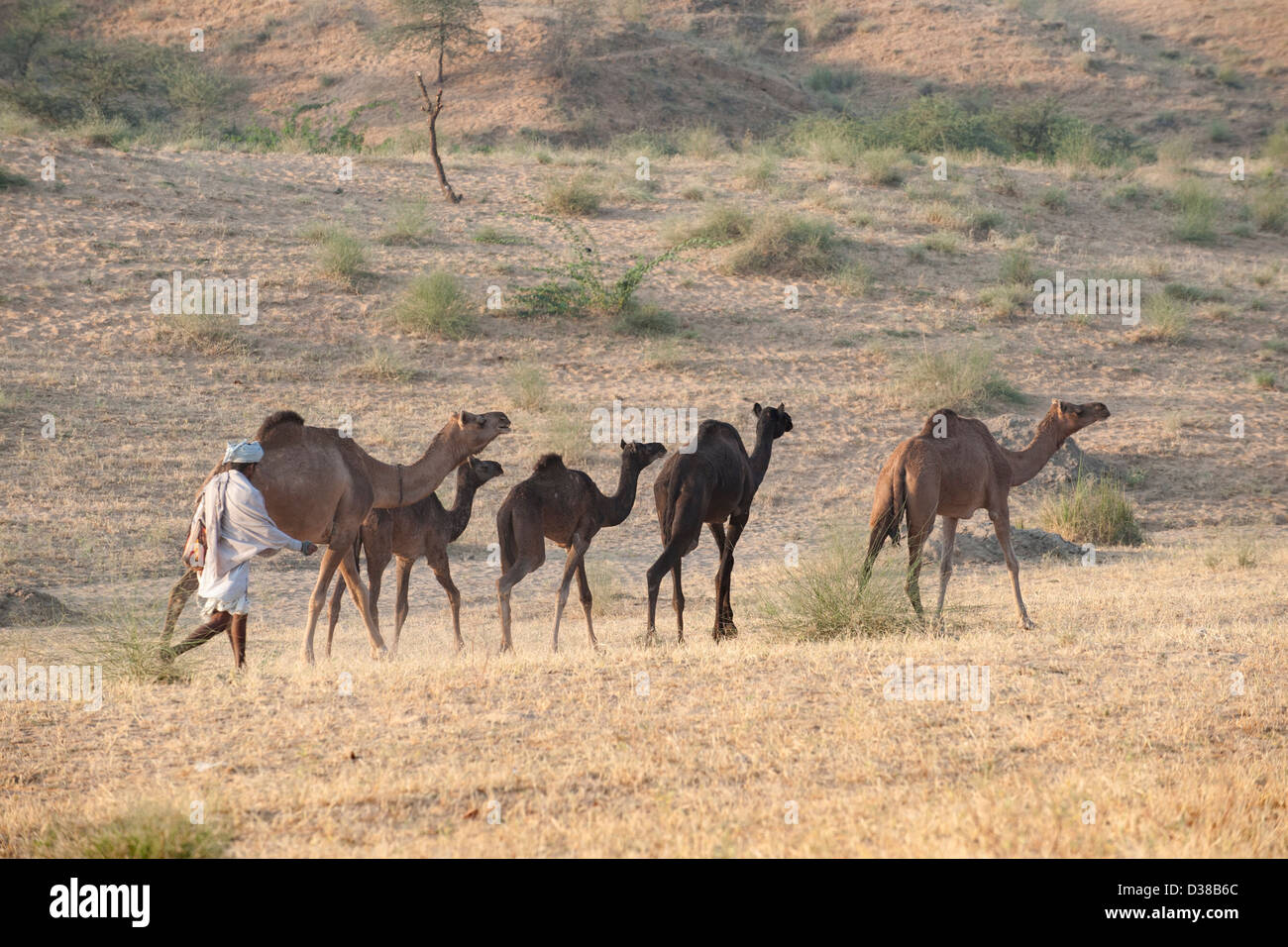 Éleveur de chameaux avec des chameaux vers le chameau de Pushkar Fair Banque D'Images