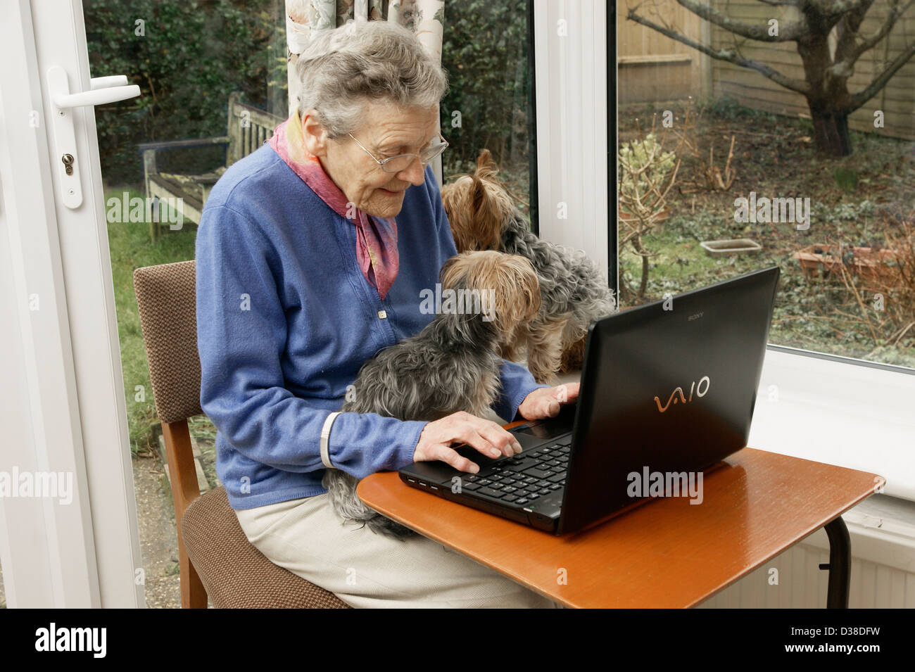 Femme âgée à l'aide d'un ordinateur portable (beaucoup de personnes âgées sont aujourd'hui l'informatique) avec l'aide de ses chiens de compagnie Banque D'Images
