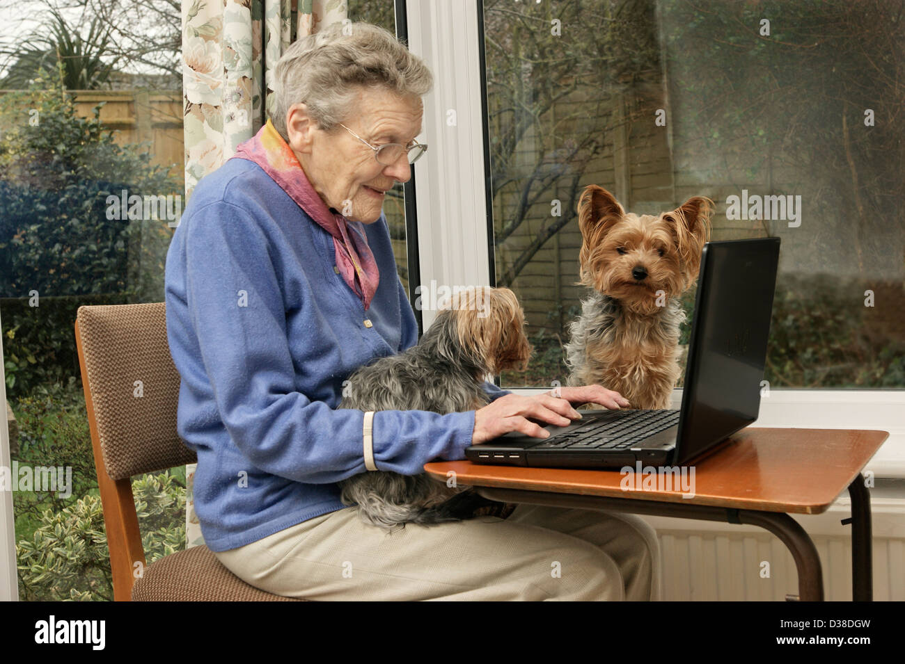Femme âgée à l'aide d'un ordinateur portable (beaucoup de personnes âgées sont aujourd'hui l'informatique) avec l'aide de ses chiens de compagnie Banque D'Images