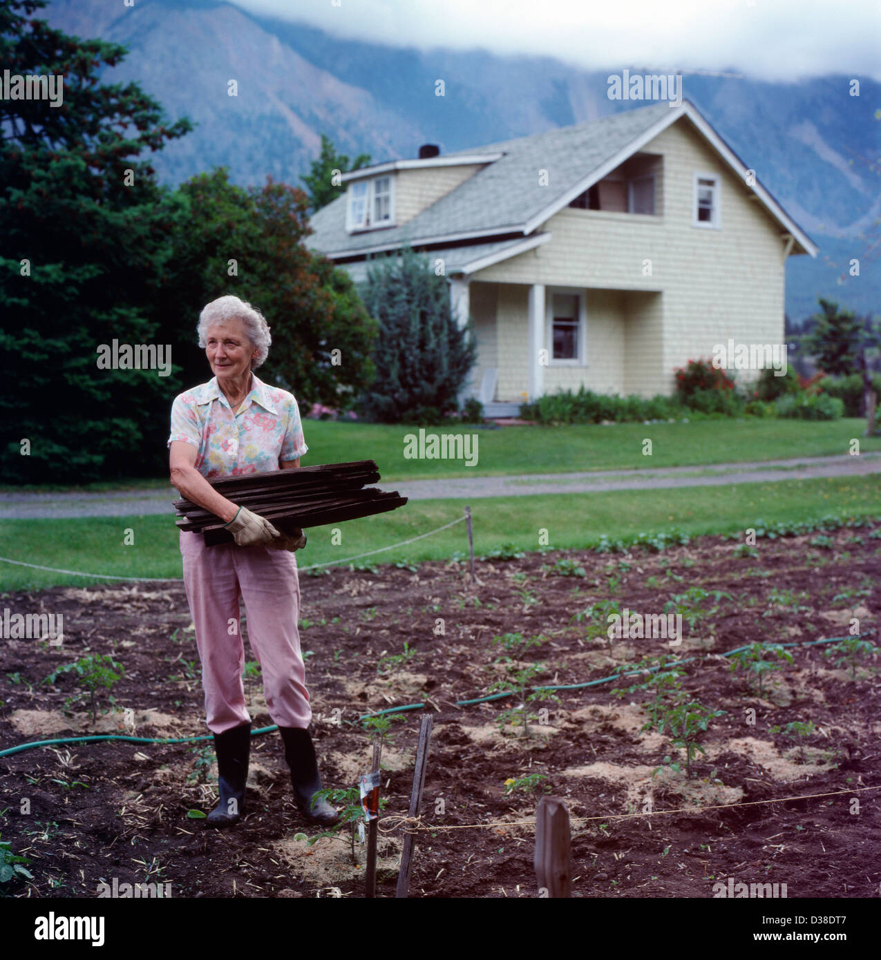 Personnes âgées actives canadien senior femme travaillant dans son potager en pleine croissance des plants de tomates de cour à Lillooet British Columbia Canada Kathy DEWITT Banque D'Images
