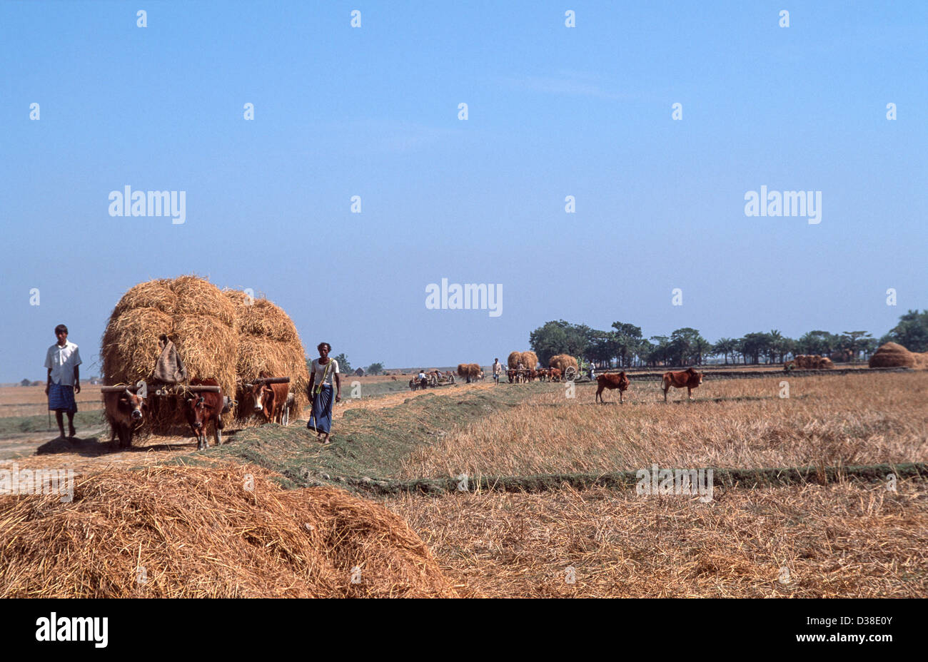 Les lahborers agricoles apportent le foin de riz récolté par charrette à boulonner, île Sandwip, baie du Bengale, Bangladesh Banque D'Images