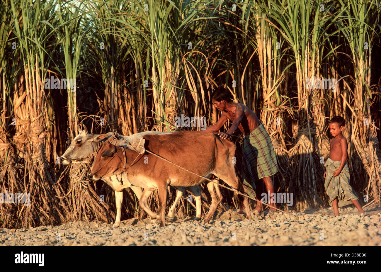 Le hersage agriculteur un champ en se tenant debout sur une planche plate tiré par 2 bœufs après la récolte de la canne à sucre. Tangail, Bangladesh Banque D'Images