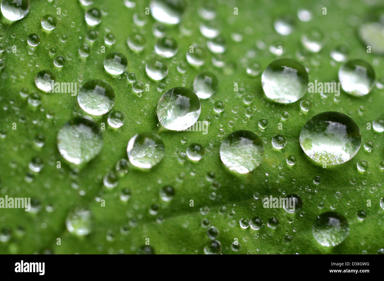 Gouttes d'eau sur une feuille après la pluie Banque D'Images