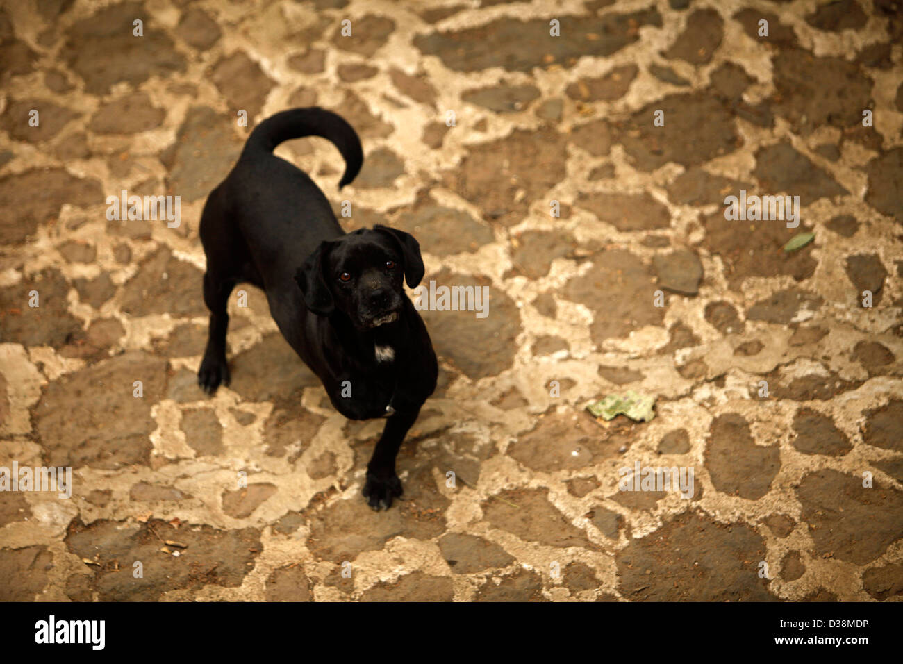 Un chien avec une jambe manquante est à l'ilagros "Caninos, ou des miracles de dressage de chien sanctuaire dans Xochimilco, Mexico City Banque D'Images