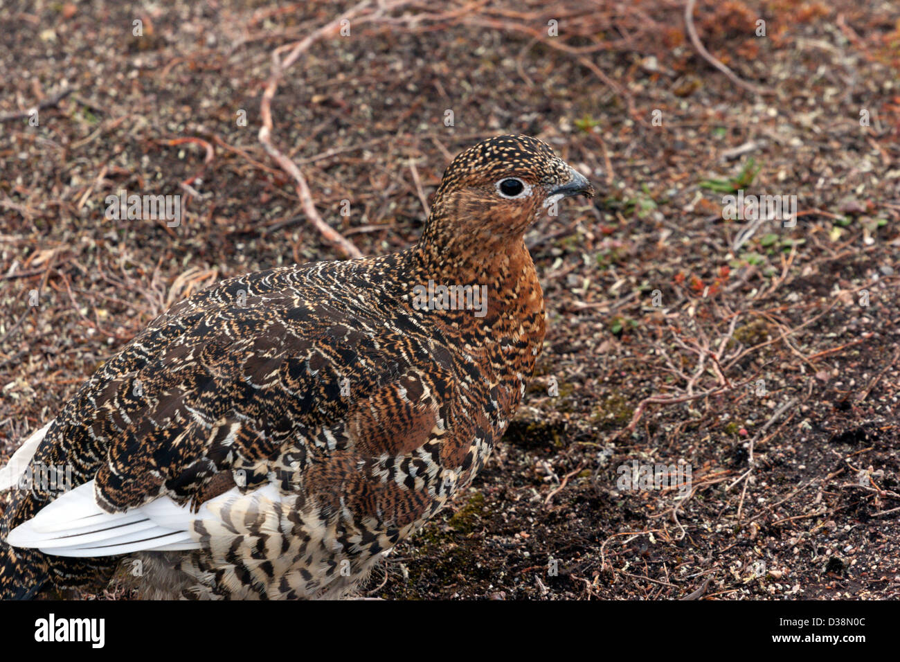 Ptarmigan plumage d'été d'oiseaux de l'Arctique camouflage plumes hen Banque D'Images