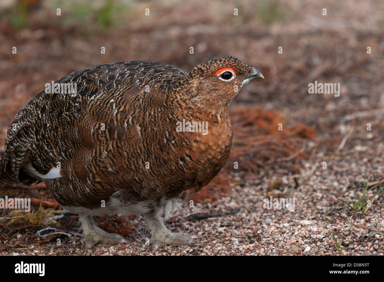 Ptarmigan plumage d'été d'oiseaux de l'Arctique camouflage plumes hen Banque D'Images