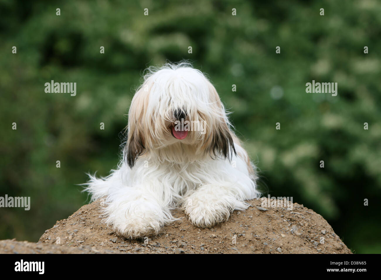 Chien Terrier Tibétain Tsang / adultes Apso allongé sur le sol Banque D'Images