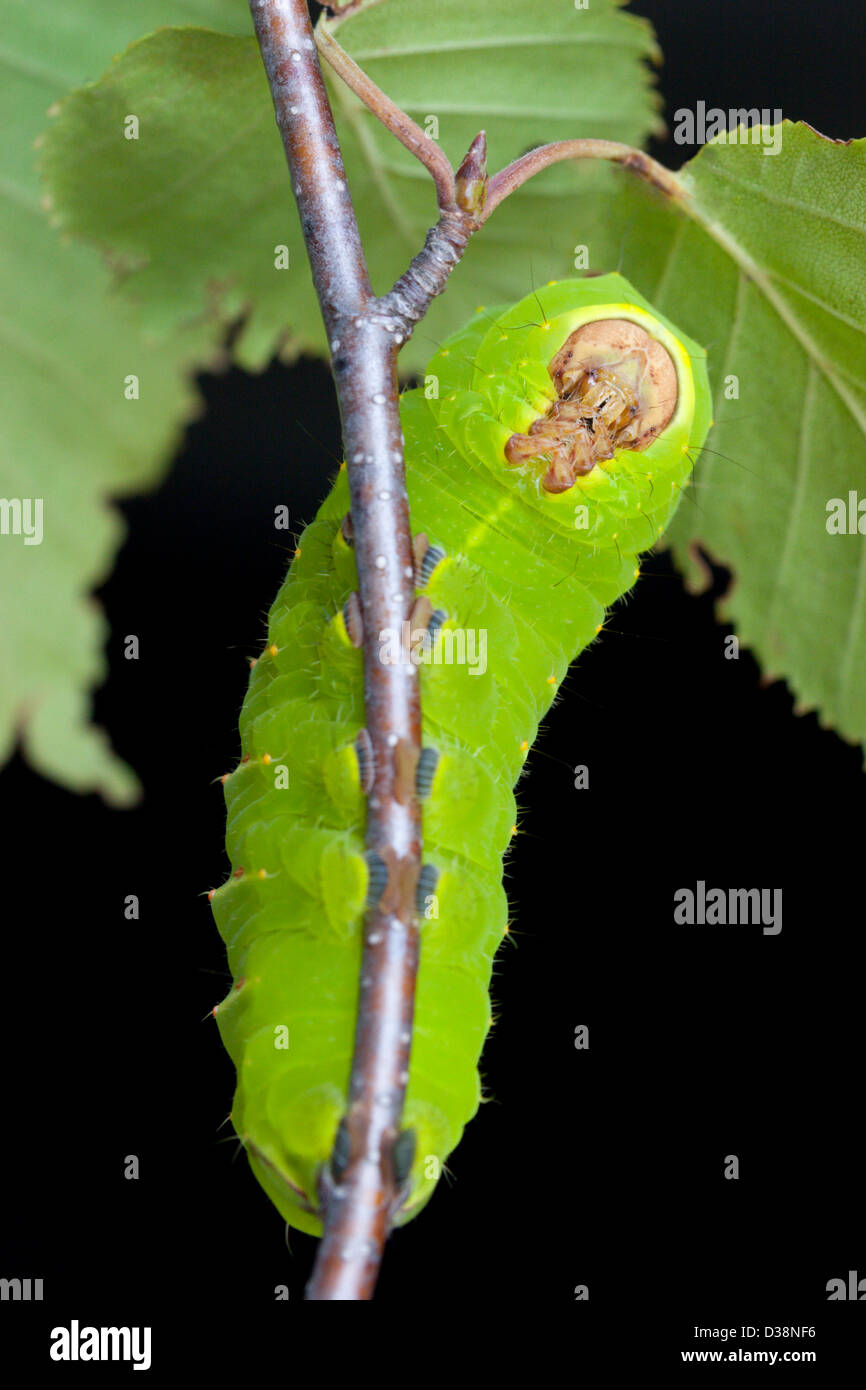 Luna moth insecte vert grub Caterpillar Banque D'Images