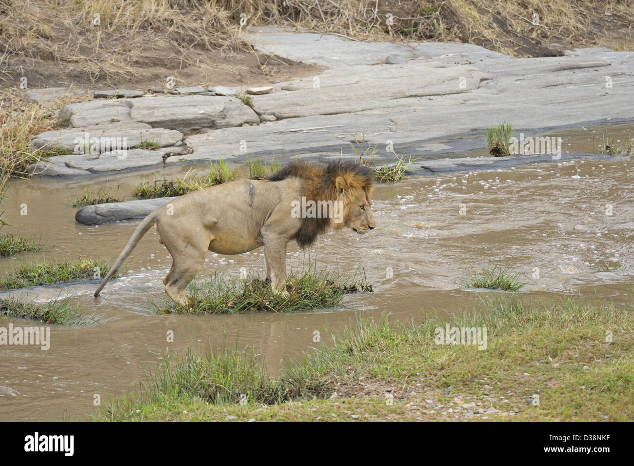Lion mâle traversant la rivière Talek dans les forêts de Masai Mara, Kenya, Afrique Banque D'Images
